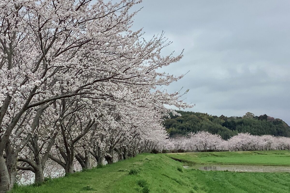 川沿いの桜並木